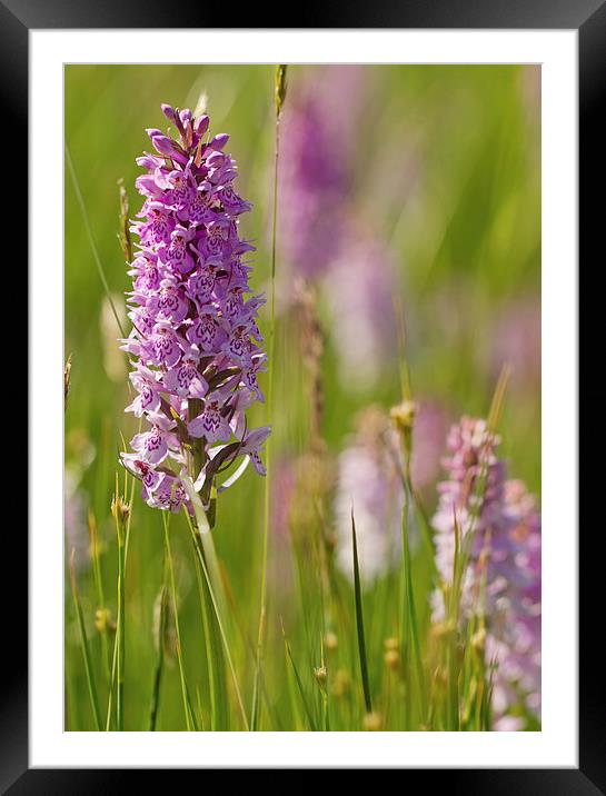 Orchid Frenzy Framed Mounted Print by Sue Dudley