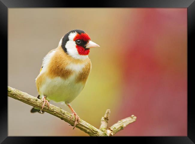 Colourful Goldfinch Framed Print by Sue Dudley