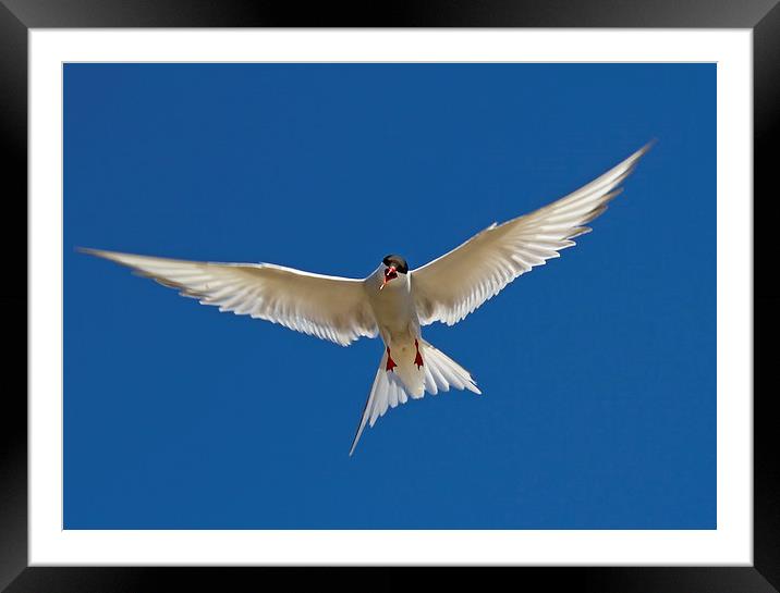  Arctic Tern Framed Mounted Print by Sue Dudley