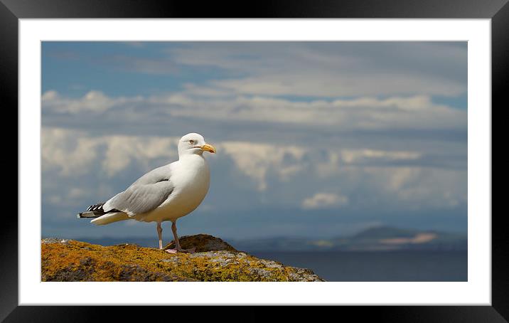  Seaside Gull Framed Mounted Print by Sue Dudley