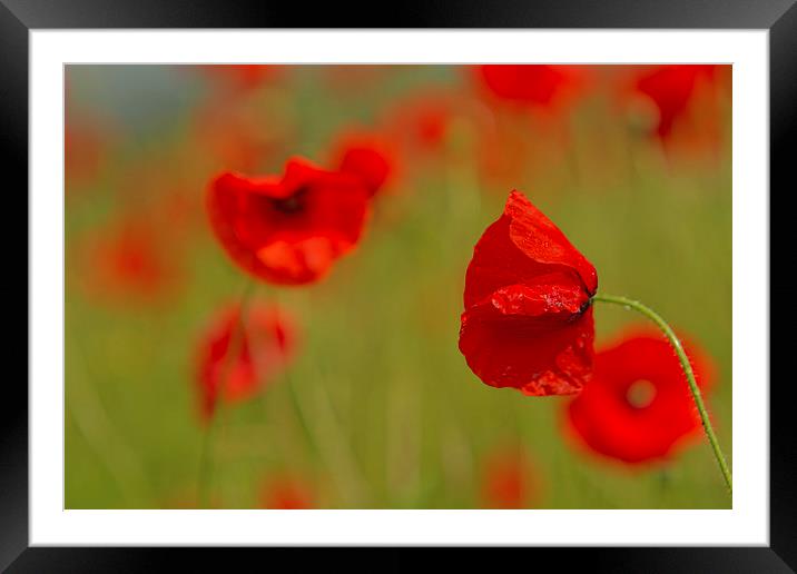 Poppy Contrasts Framed Mounted Print by Sue Dudley