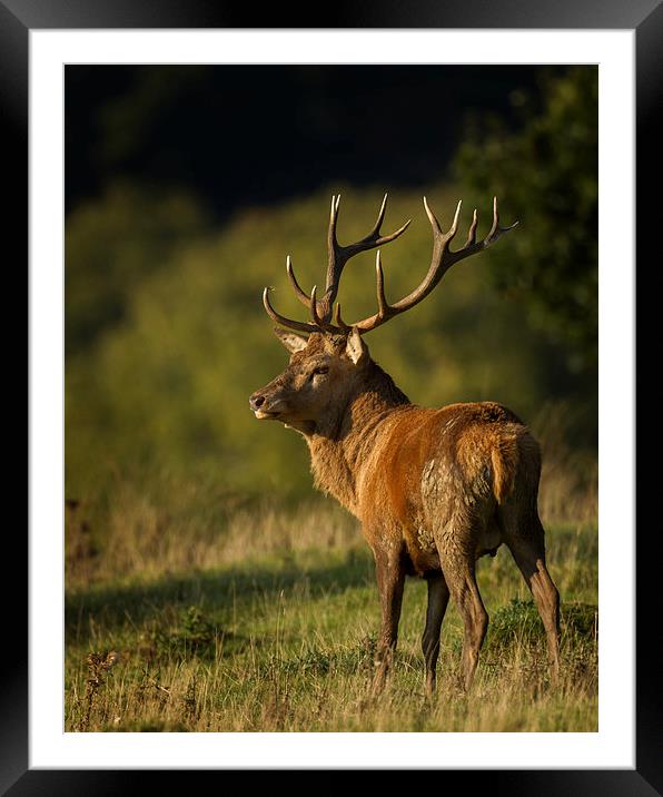  Eastnor Stag Framed Mounted Print by Sue Dudley