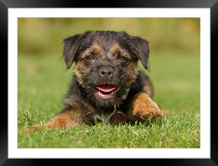  Mabel Framed Mounted Print by Sue Dudley