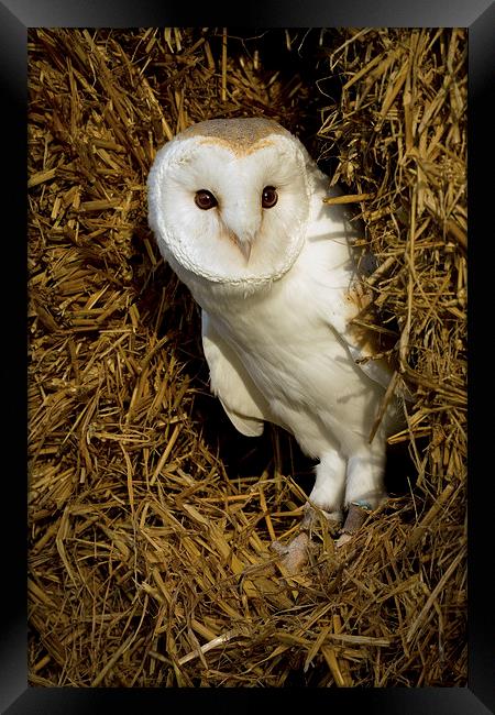  Barn Owl in Straw Framed Print by Sue Dudley