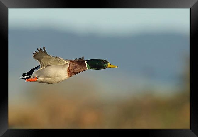  Mallard in Flight Framed Print by Sue Dudley