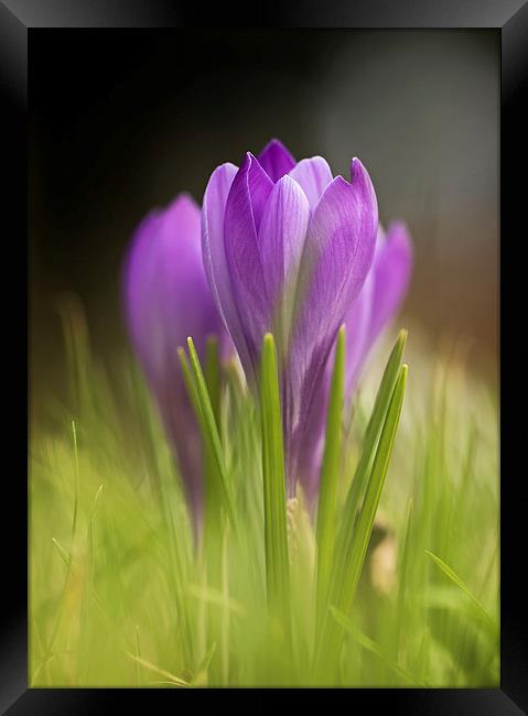  Early Crocuses Framed Print by Sue Dudley