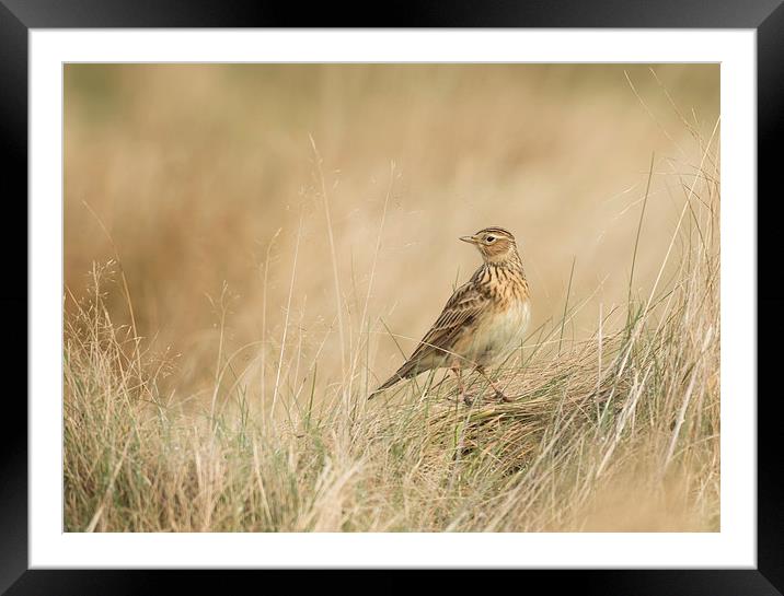  Skylark Framed Mounted Print by Sue Dudley