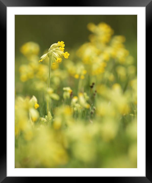  Spring Cowslips Framed Mounted Print by Sue Dudley