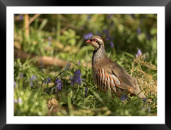  Partridge in Bluebells Framed Mounted Print by Sue Dudley