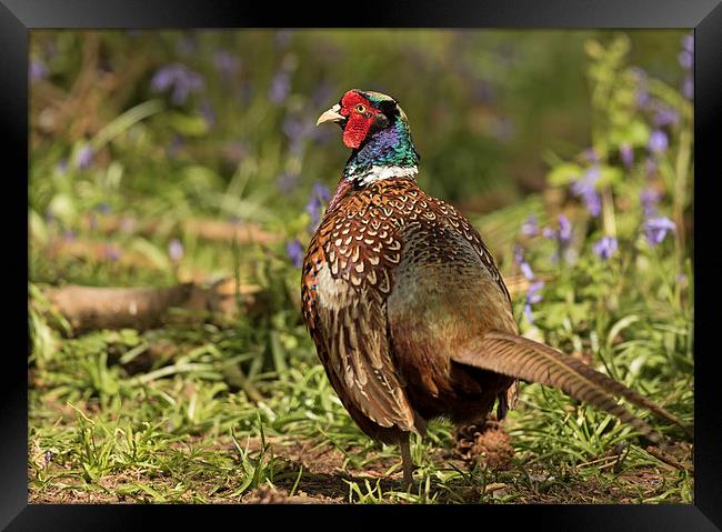  Cock Pheasant in Bluebells Framed Print by Sue Dudley