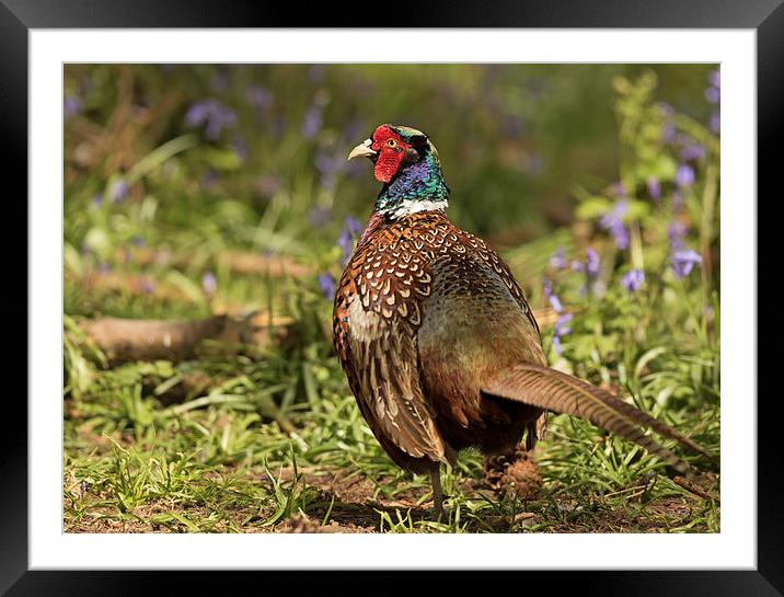  Cock Pheasant in Bluebells Framed Mounted Print by Sue Dudley
