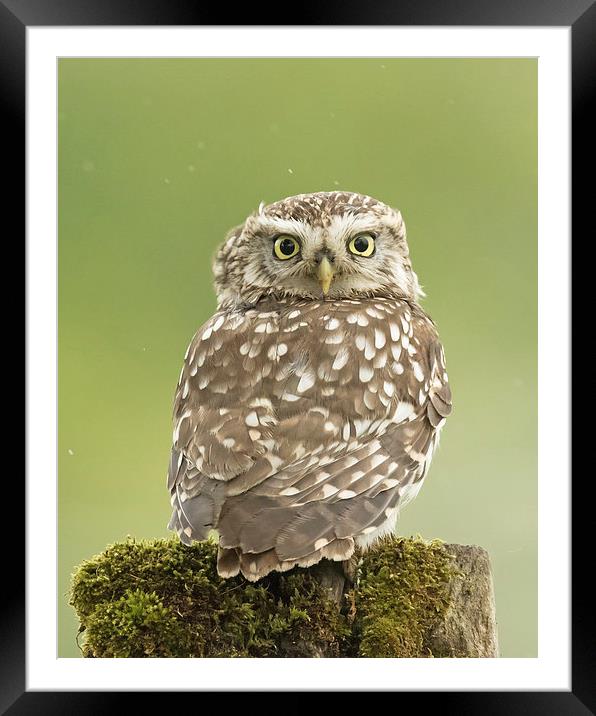  Little Owl in the Rain Framed Mounted Print by Sue Dudley