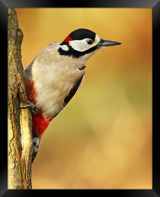  Autumnal Woodpecker Framed Print by Sue Dudley