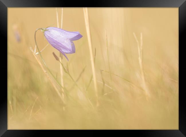 Lone Harebell Framed Print by Sue Dudley