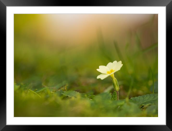 Sungazing Primrose Framed Mounted Print by Sue Dudley
