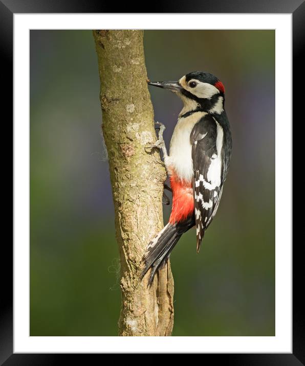 Spring Woodpecker Framed Mounted Print by Sue Dudley
