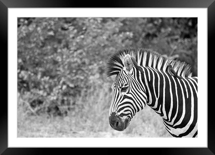Zebra and Oxpeckers Framed Mounted Print by Alistair du Plessis