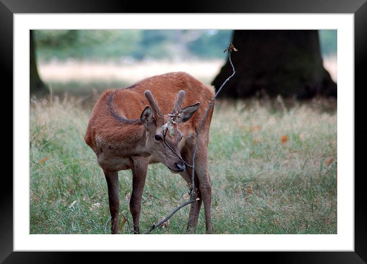 Baby Deer at Richmond Park London Framed Mounted Print by Mark Gracey