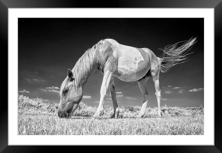 New Forest Pony Framed Mounted Print by Martin Parratt