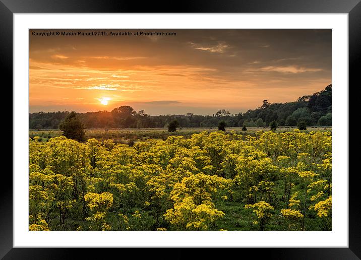 Sunset Over Yellow Ragwort Framed Mounted Print by Martin Parratt