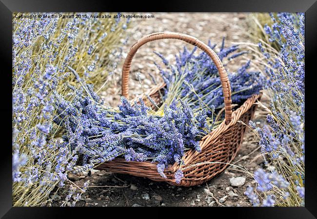 Lavender Framed Print by Martin Parratt