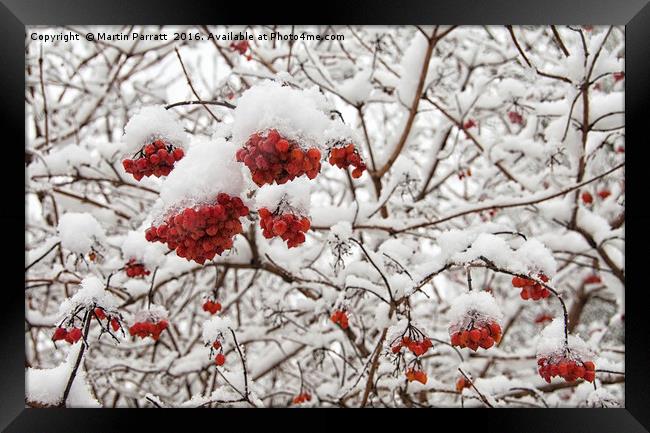 Red Berries in Snow Framed Print by Martin Parratt