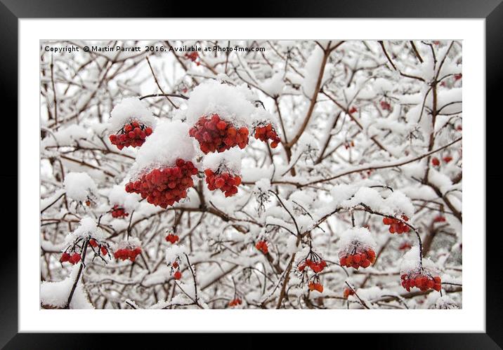 Red Berries in Snow Framed Mounted Print by Martin Parratt