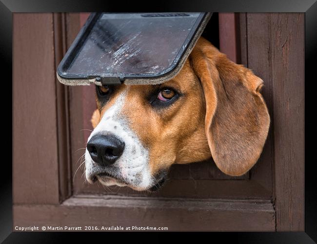I want a Dog Door Framed Print by Martin Parratt