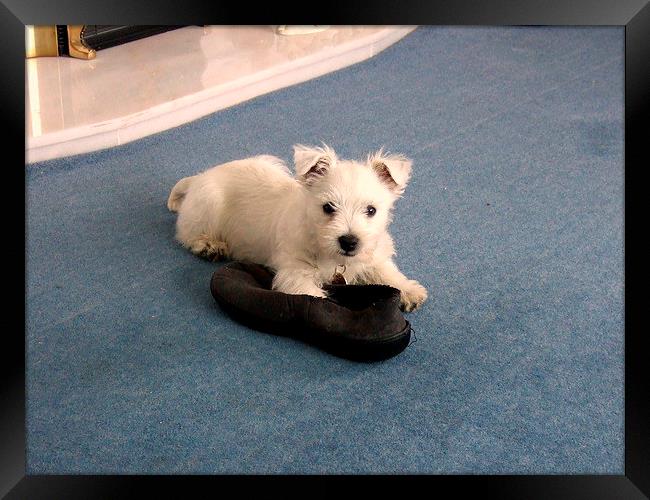 The Westie and a slipper Framed Print by Bill Lighterness