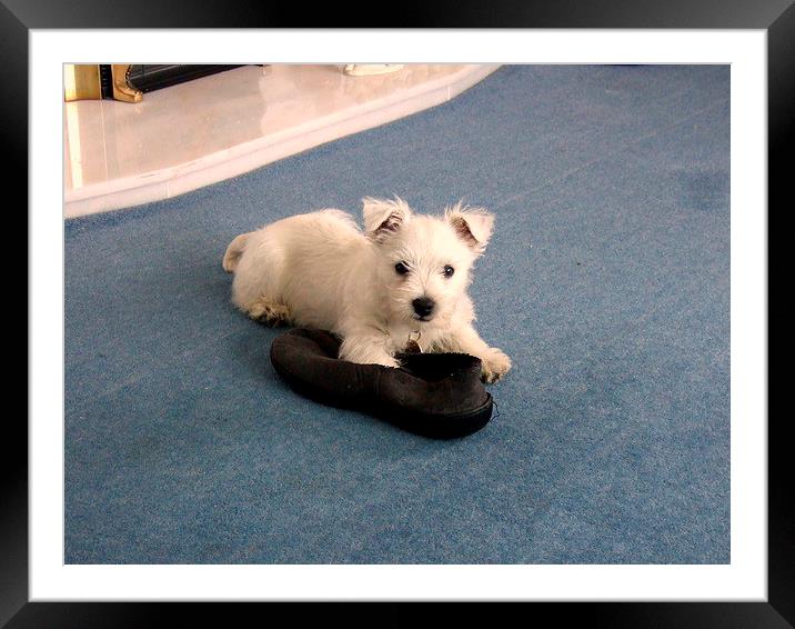 The Westie and a slipper Framed Mounted Print by Bill Lighterness