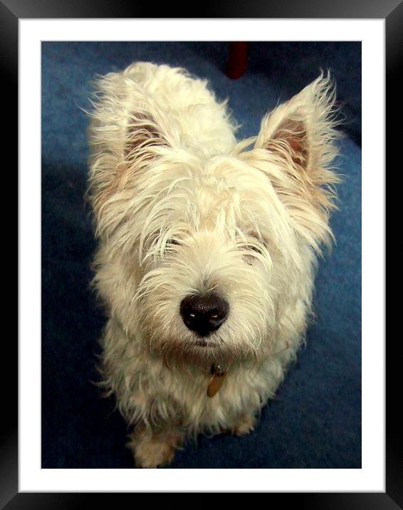 Buddie needs a haircut ! Framed Mounted Print by Bill Lighterness