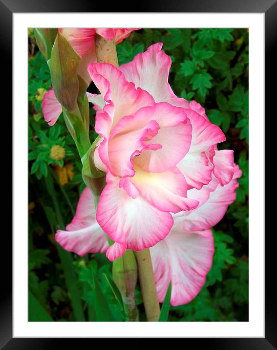 Beautiful delicate pink Gladiola Framed Mounted Print by Bill Lighterness