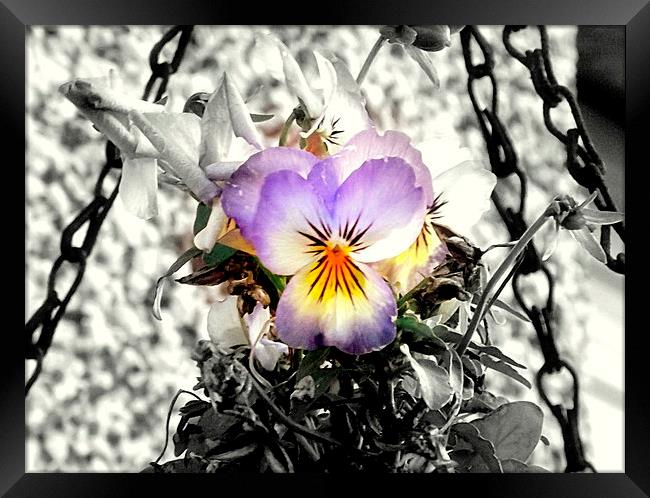Lovely viola flower Framed Print by Bill Lighterness