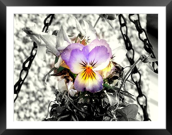 Lovely viola flower Framed Mounted Print by Bill Lighterness