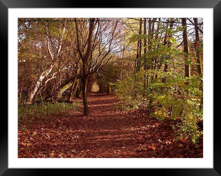 Leafy walkway Framed Mounted Print by Bill Lighterness