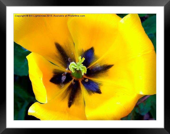 Yellow Tulipa Framed Mounted Print by Bill Lighterness