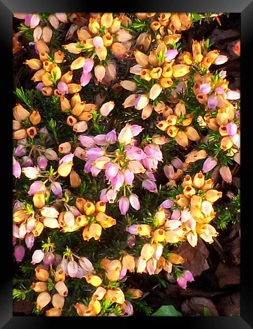 Tiny heather flowers Framed Print by Bill Lighterness