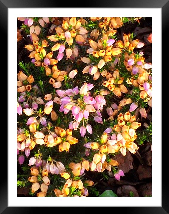 Tiny heather flowers Framed Mounted Print by Bill Lighterness