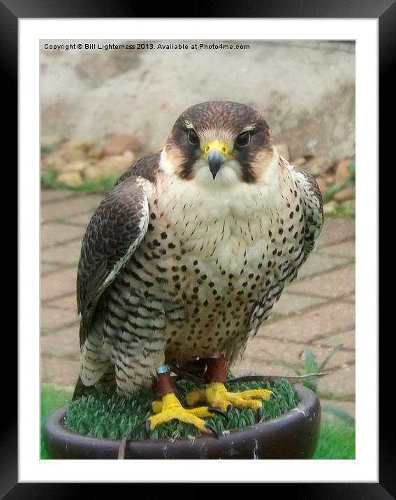 Peregrine Falcon Framed Mounted Print by Bill Lighterness