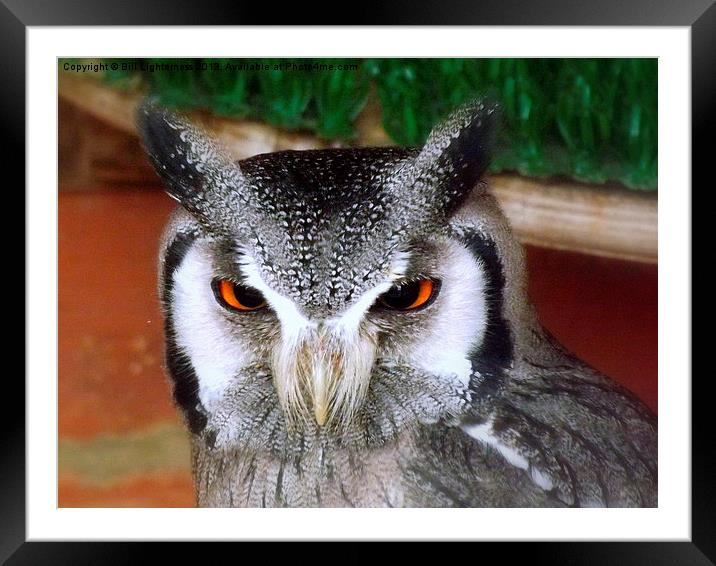 White faced scops owl Framed Mounted Print by Bill Lighterness