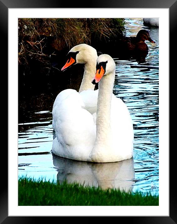 Two headed swan ! Framed Mounted Print by Bill Lighterness