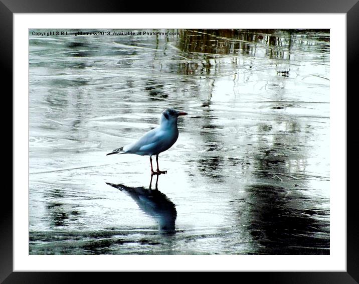 Cold feet ! Framed Mounted Print by Bill Lighterness