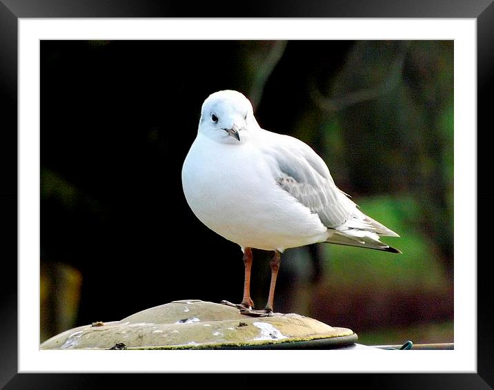 Small Gull perching Framed Mounted Print by Bill Lighterness