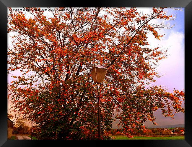 The Lampost and the Tree Framed Print by Bill Lighterness