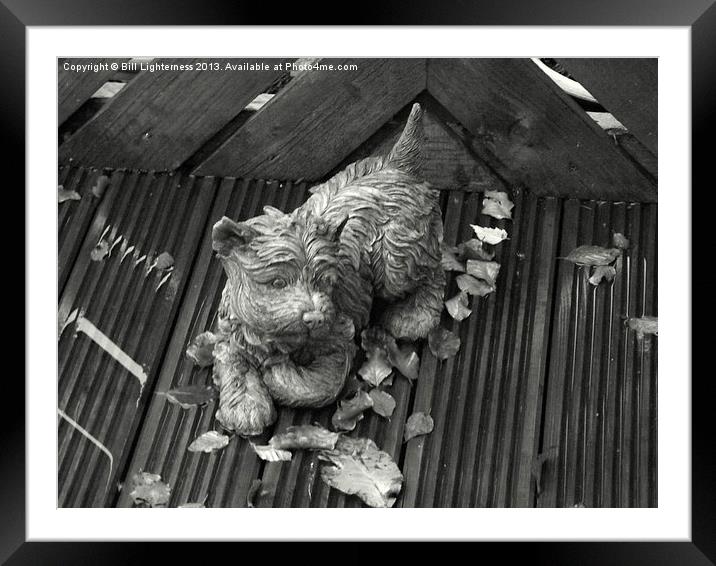Dog on the Autumn Decking ! Framed Mounted Print by Bill Lighterness