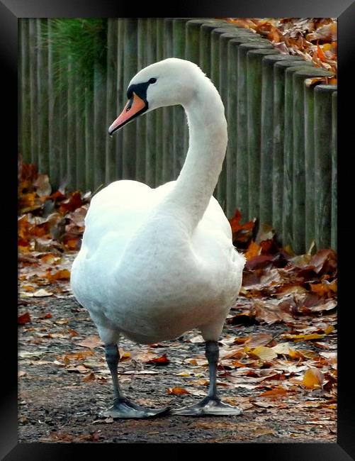 Dry footed swan Framed Print by Bill Lighterness