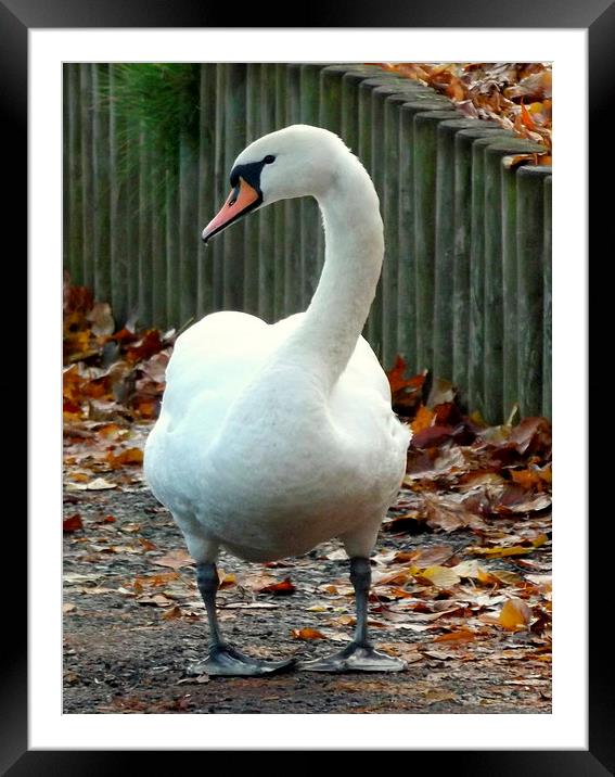 Dry footed swan Framed Mounted Print by Bill Lighterness