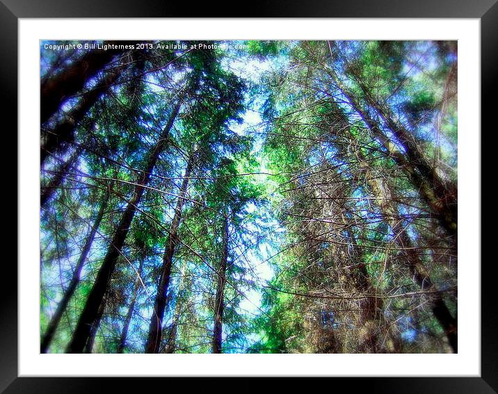 Looking up Framed Mounted Print by Bill Lighterness