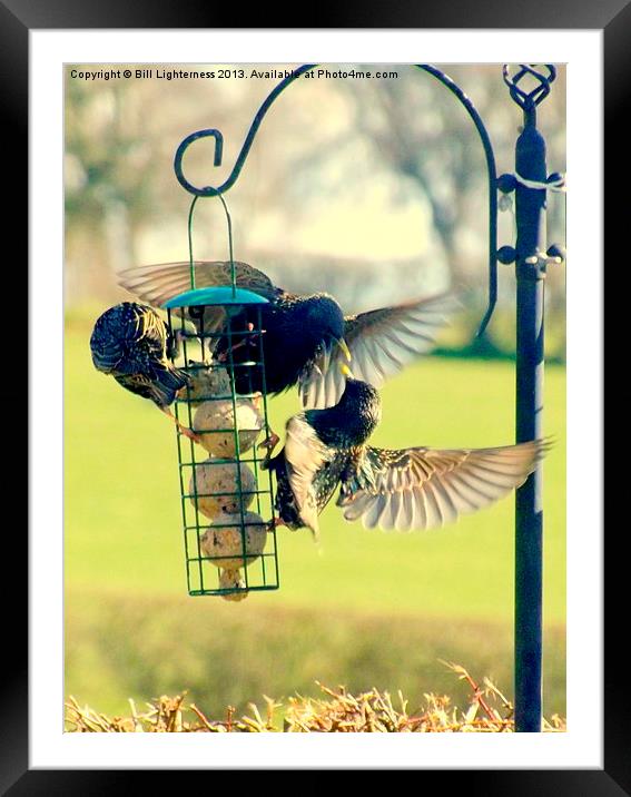 Starling feeding its young Framed Mounted Print by Bill Lighterness