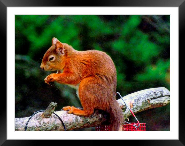 The Red Squirrel Framed Mounted Print by Bill Lighterness